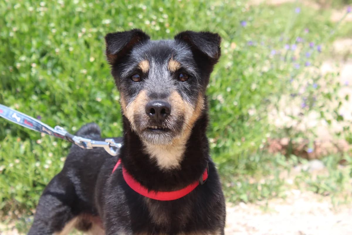 Boston, male puppy Mixed Breed for adoption at Hunde ohne Heimat e.V., Bedburg