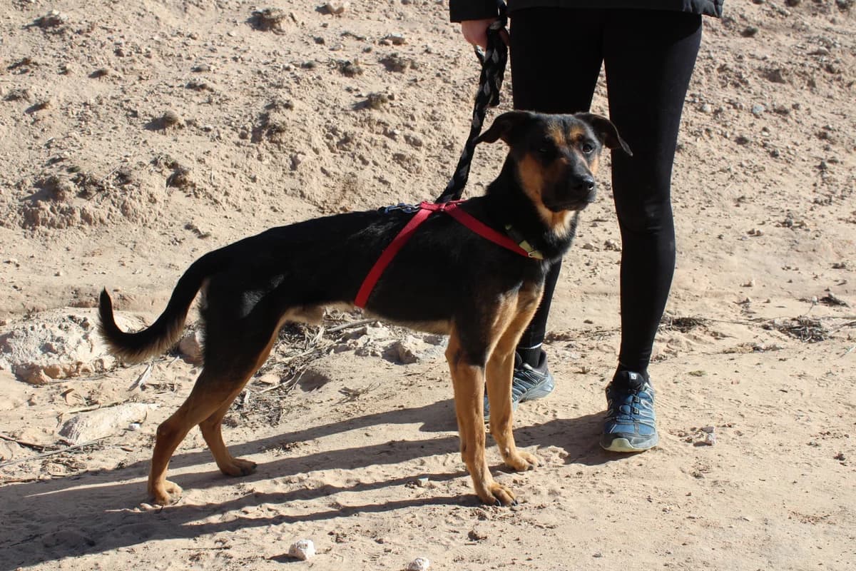 Thore, male puppy Mixed Breed for adoption at Hunde ohne Heimat e.V., Bedburg