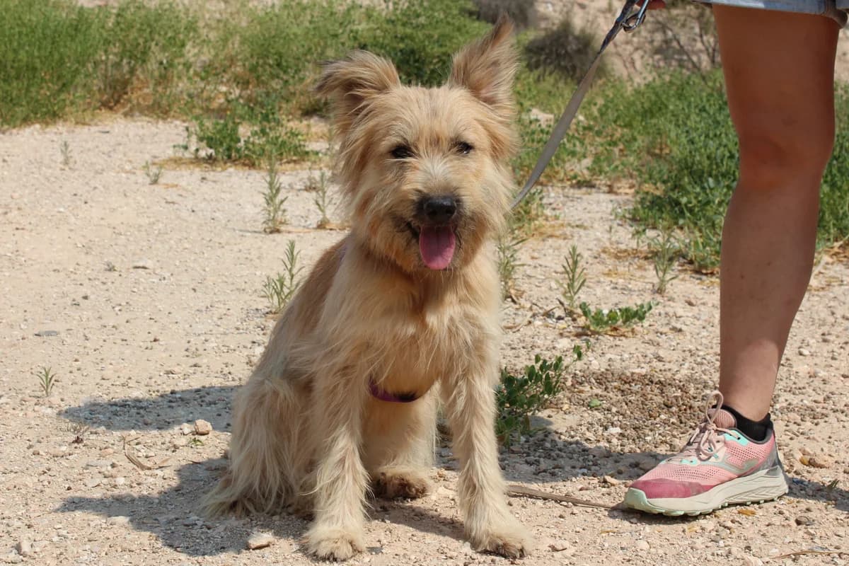 Estela, female puppy Mixed Breed for adoption at Hunde ohne Heimat e.V., Bedburg