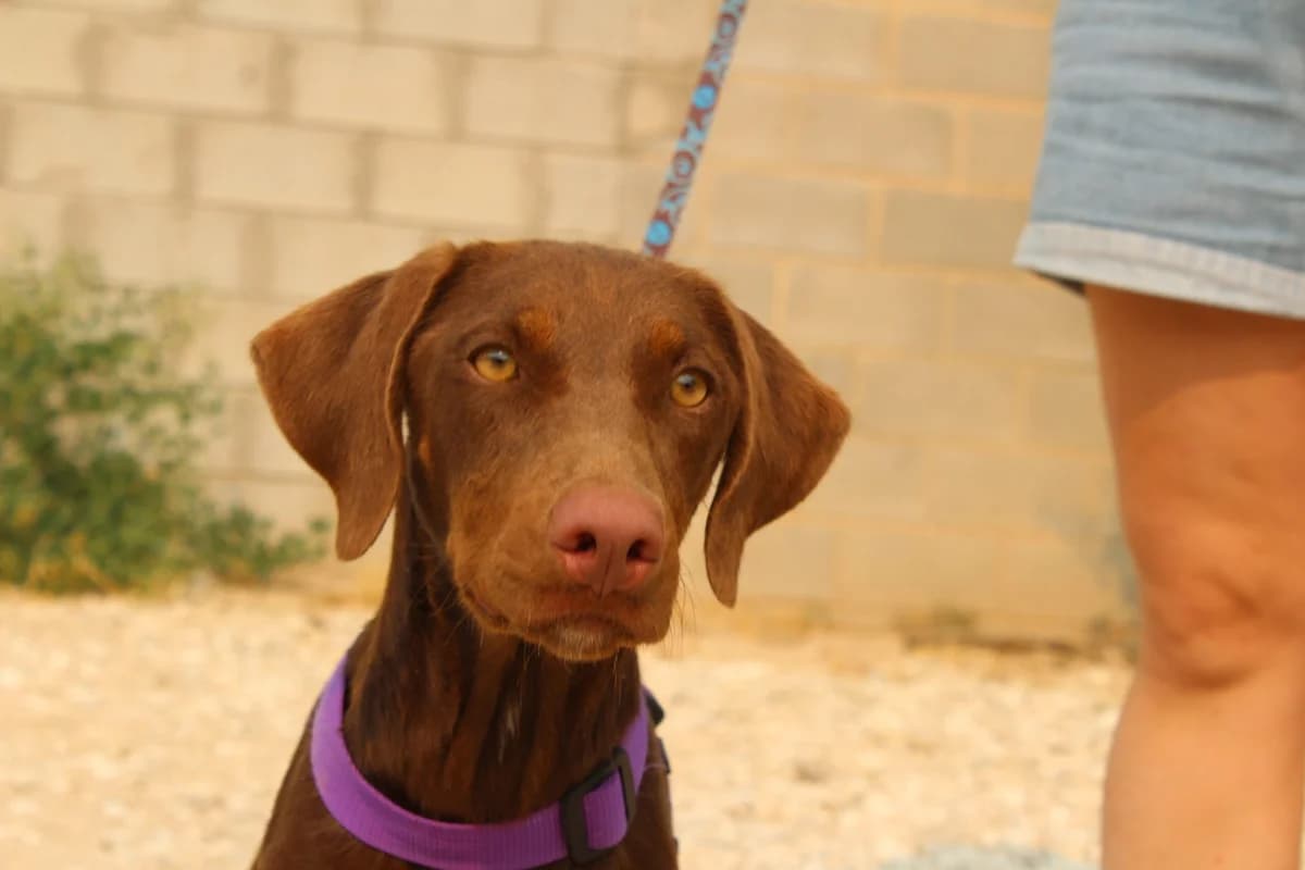 Gaia, female Mixed Breed for adoption at Hunde ohne Heimat e.V., Bedburg