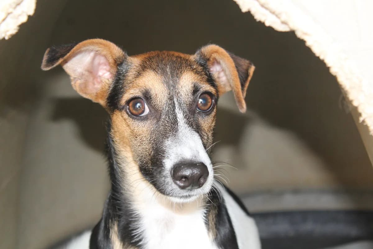 Athenea, female Mixed Breed for adoption at Hunde ohne Heimat e.V., Bedburg