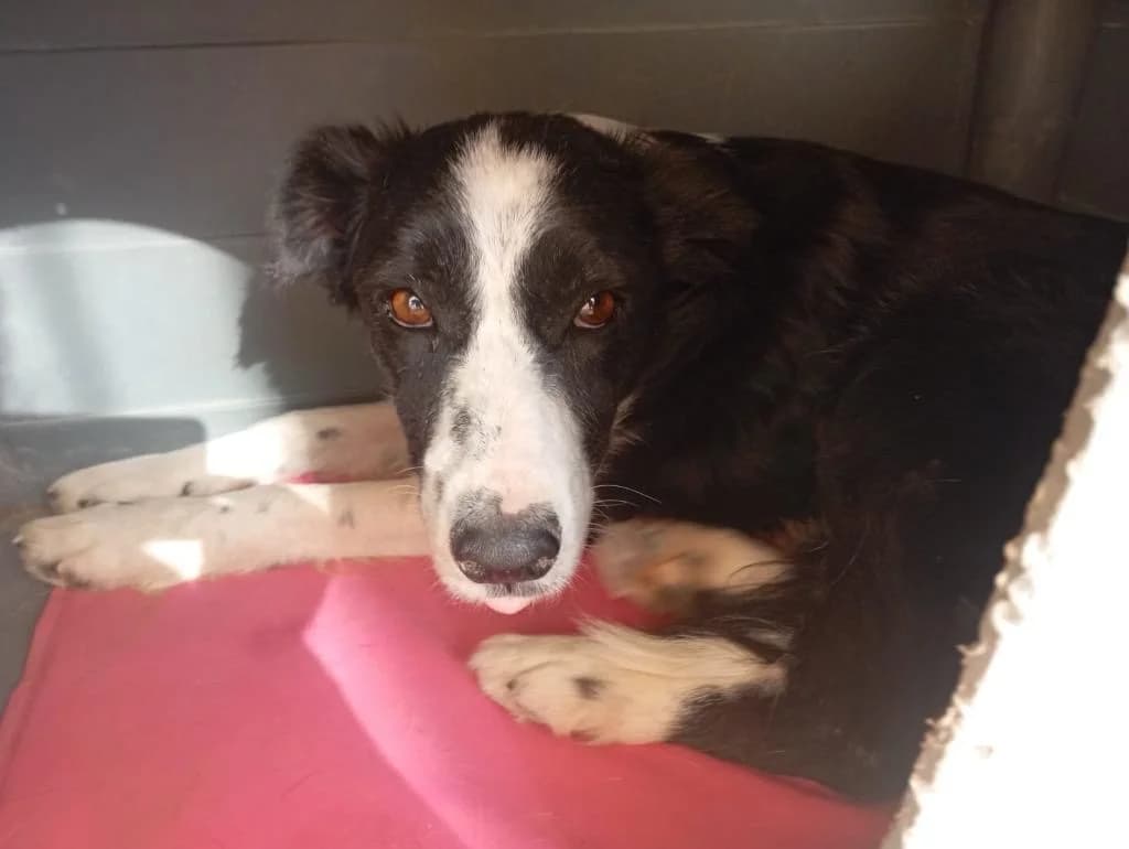 Estrella, female puppy Mixed Breed for adoption at Hunde ohne Heimat e.V., Bedburg