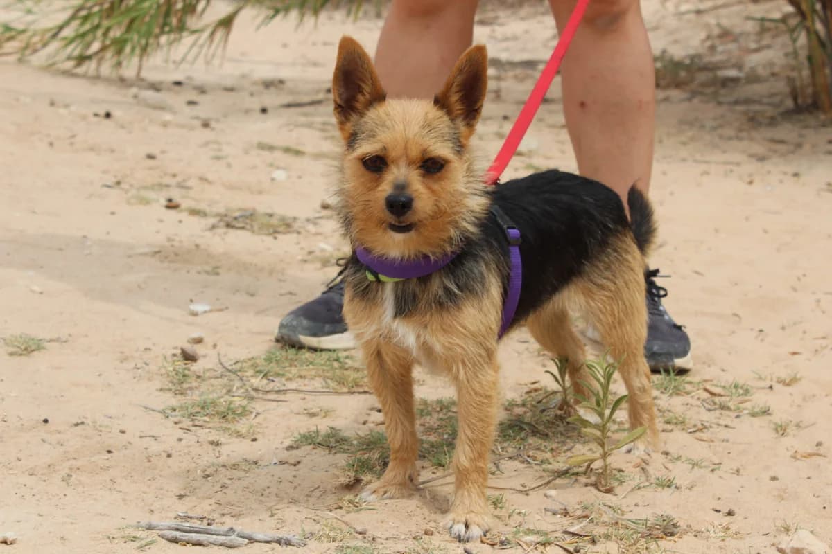 Tundra, female puppy Mixed Breed for adoption at Hunde ohne Heimat e.V., Bedburg