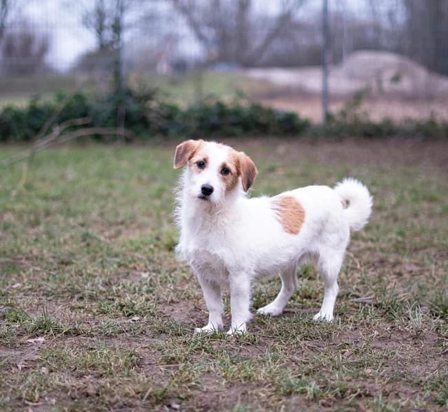 Vicky, female 4yo Mixed Breed for adoption at Begegnungsstätte Mensch-Hund