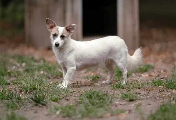 Lulu - ein kleines Herz auf leisen Pfoten,  young Mixed Breed for adoption at Begegnungsstätte Mensch-Hund