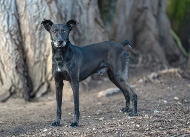 Casper, male 3yo Mixed Breed for adoption at Begegnungsstätte Mensch-Hund
