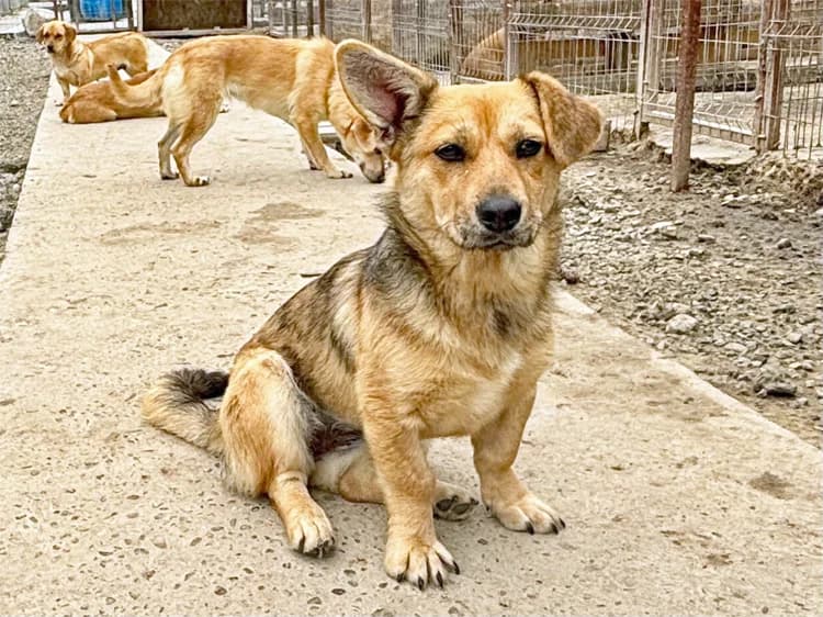 Kira, female puppy Mixed Breed for adoption at Begegnungsstätte Mensch-Hund