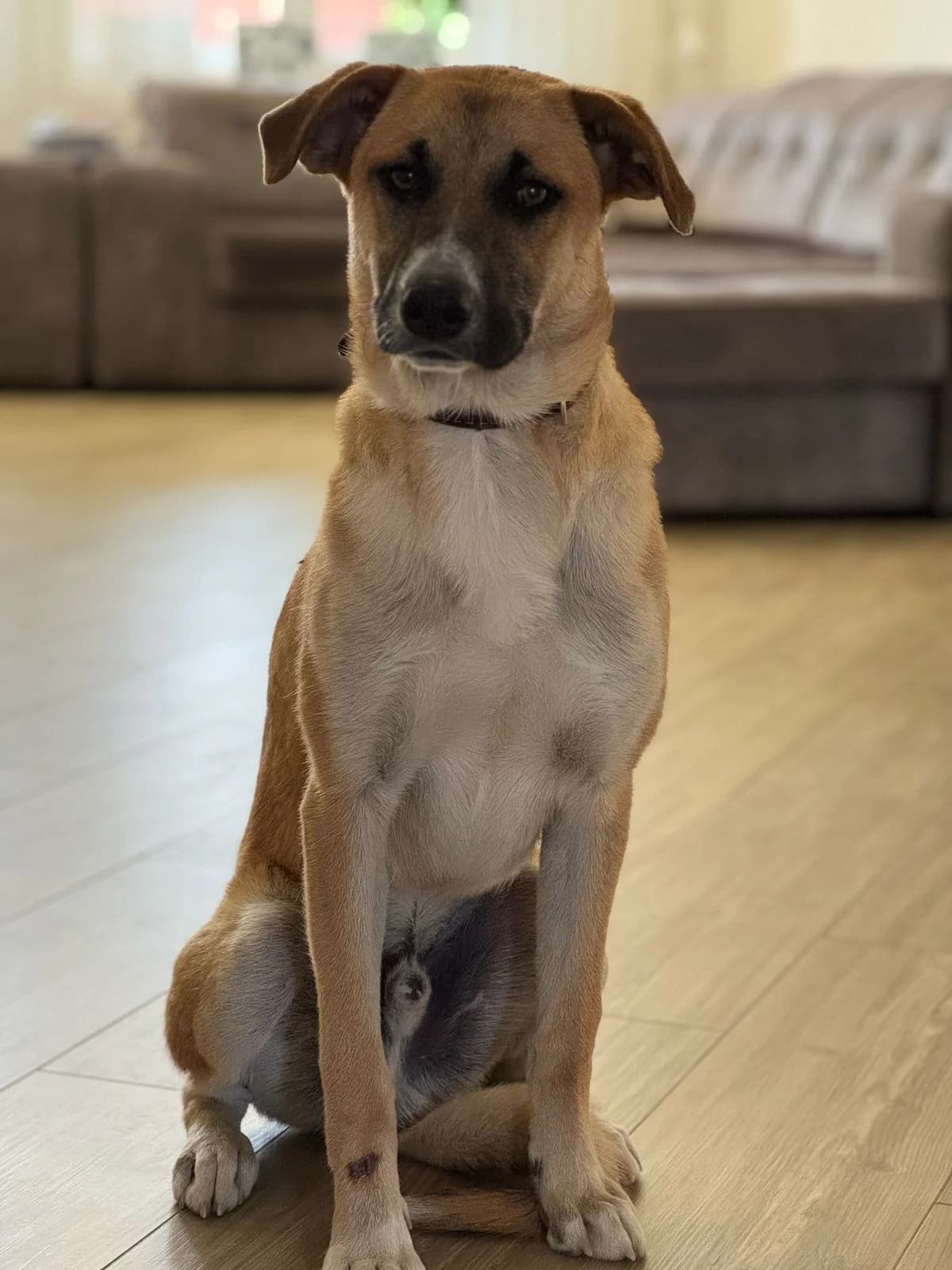 Athos, male young Mixed Breed for adoption at Hundeherz Russland e.V.