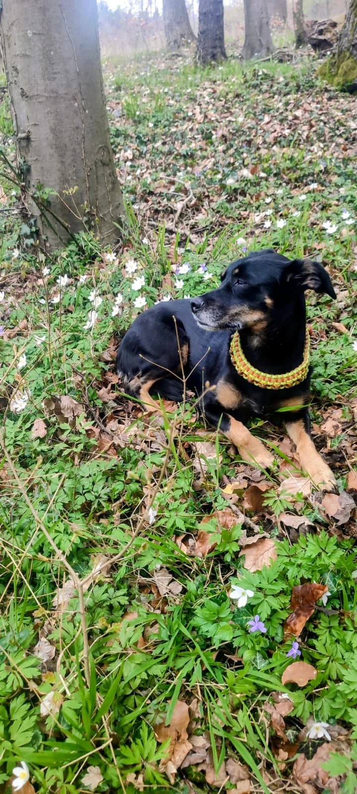 Belle, female 5yo Mixed Breed for adoption at Hundeherz Russland e.V.