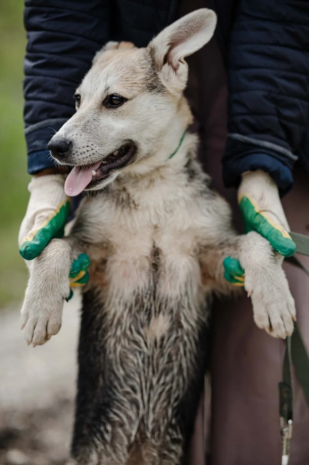 Bonja, female Mixed Breed for adoption at Hundeherz Russland e.V.