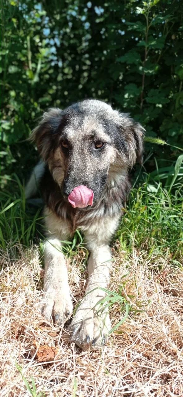 Diana, female Mixed Breed for adoption at Hundeherz Russland e.V.