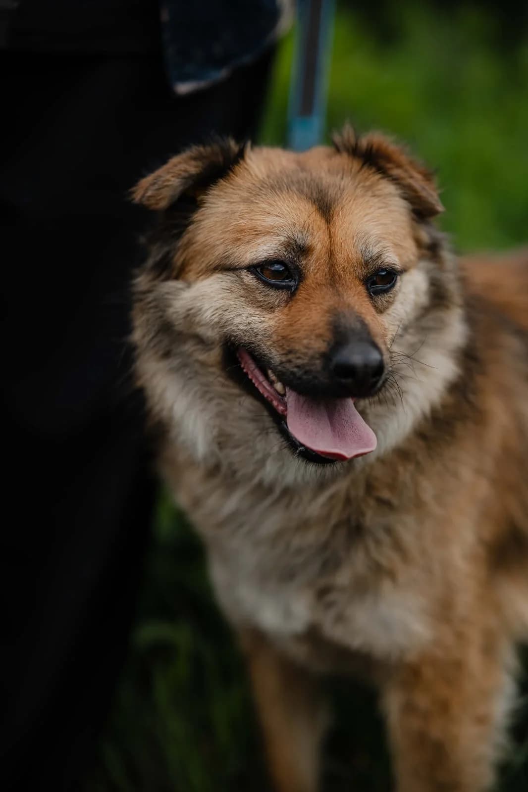 Eva, female Mixed Breed for adoption at Hundeherz Russland e.V.