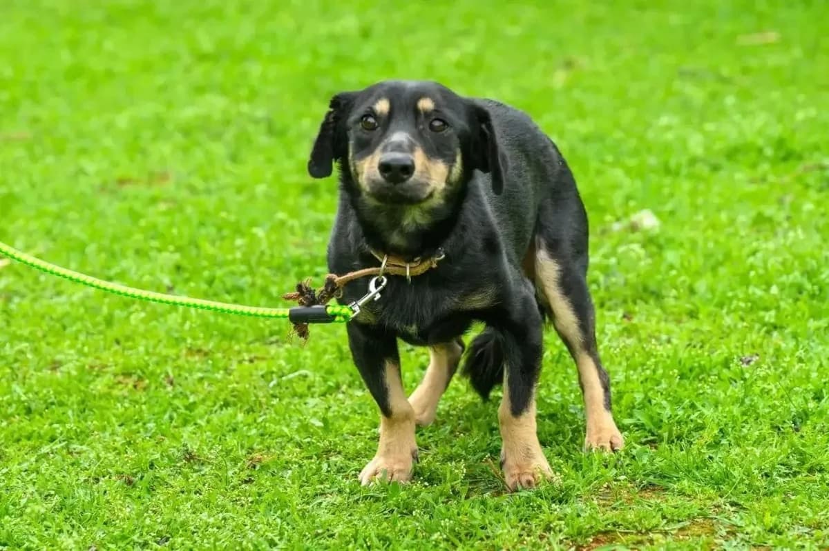 Grey, male young Mixed Breed for adoption at Hundeherz Russland e.V.