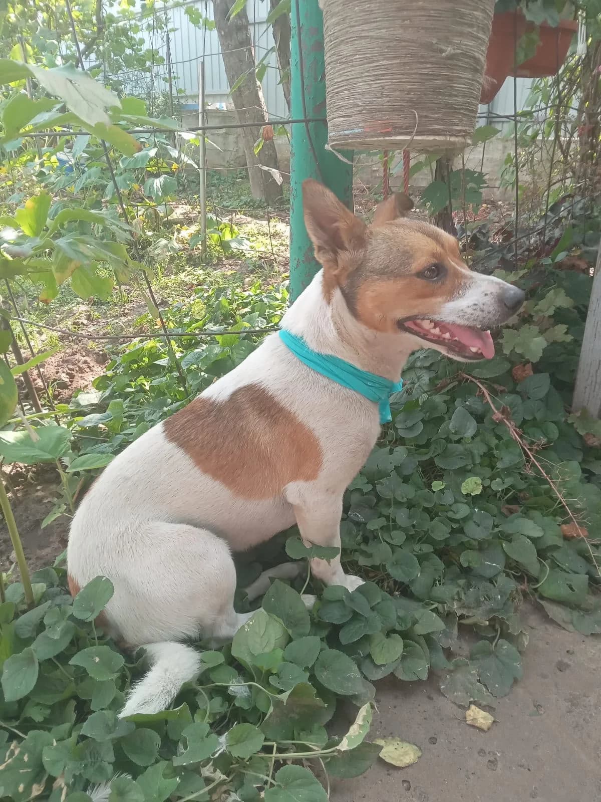 Jacko, male 5yo Mixed Breed for adoption at Hundeherz Russland e.V.