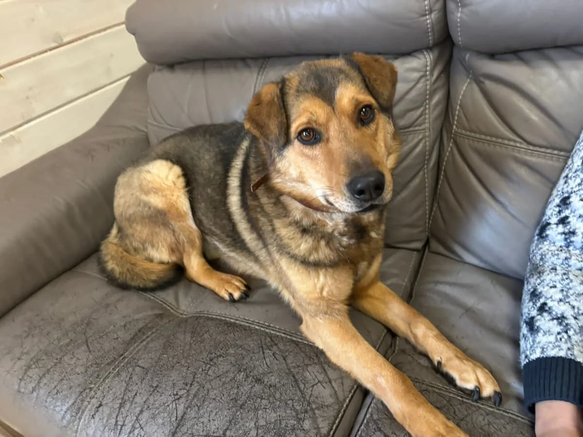 Jan, male senior Mixed Breed for adoption at Hundeherz Russland e.V.