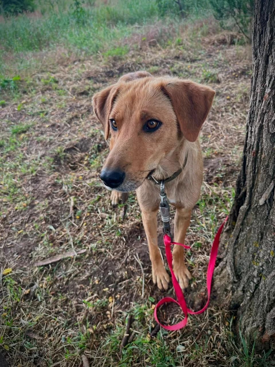Jana, female senior Mixed Breed for adoption at Hundeherz Russland e.V.