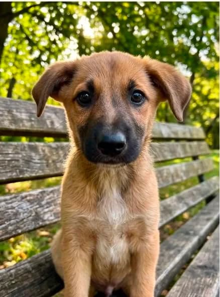 Jascha, male Mixed Breed for adoption at Hundeherz Russland e.V.