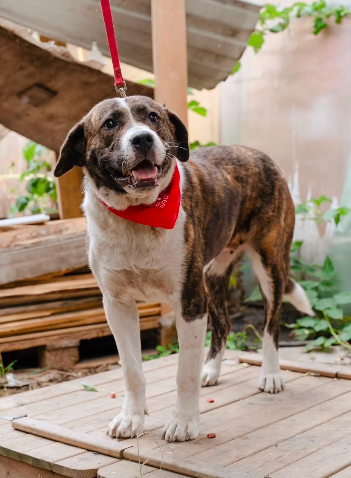 Jessie, female young Mixed Breed for adoption at Hundeherz Russland e.V.