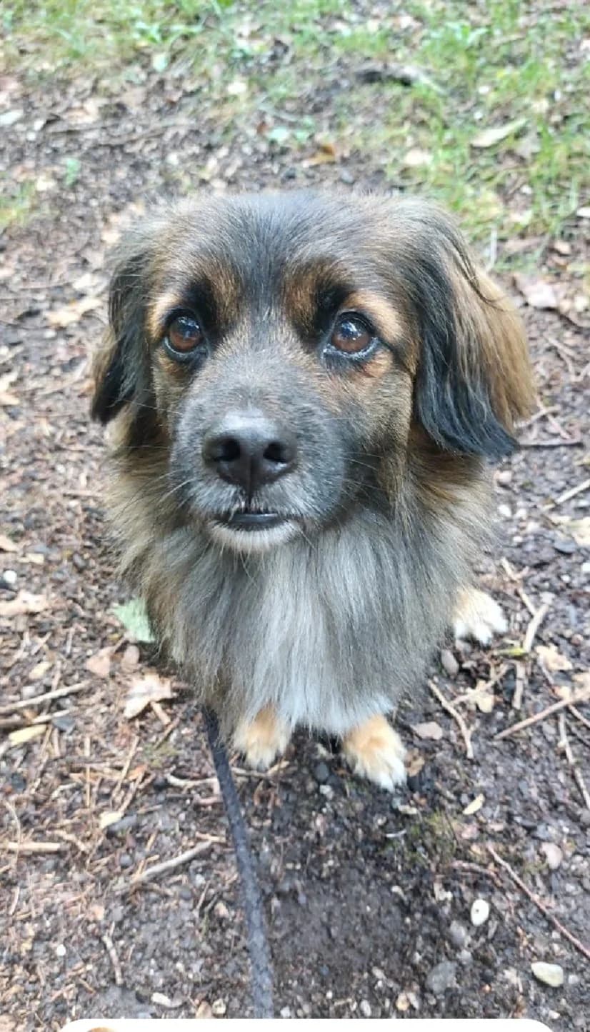 Koda, male 5yo Mixed Breed for adoption at Hundeherz Russland e.V.