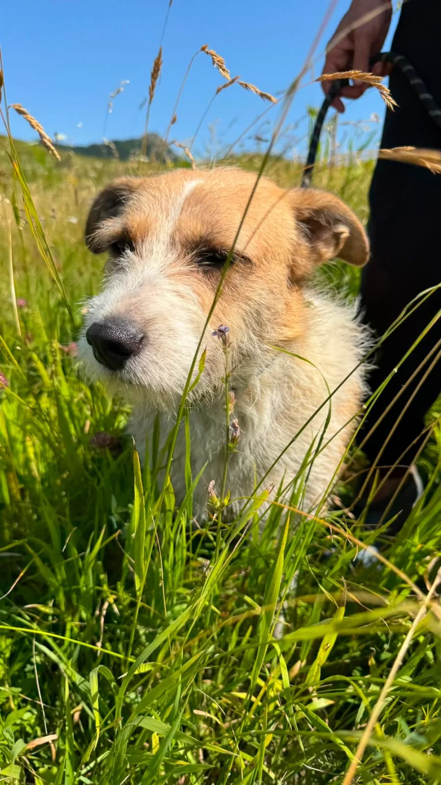 Korizza, female Mixed Breed for adoption at Hundeherz Russland e.V.
