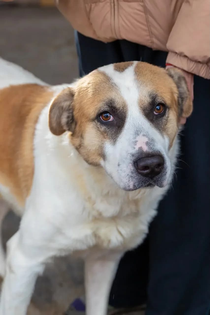 Lazar, male Mixed Breed for adoption at Hundeherz Russland e.V.