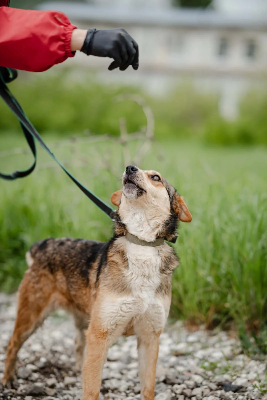 Lizy, female Mixed Breed for adoption at Hundeherz Russland e.V.