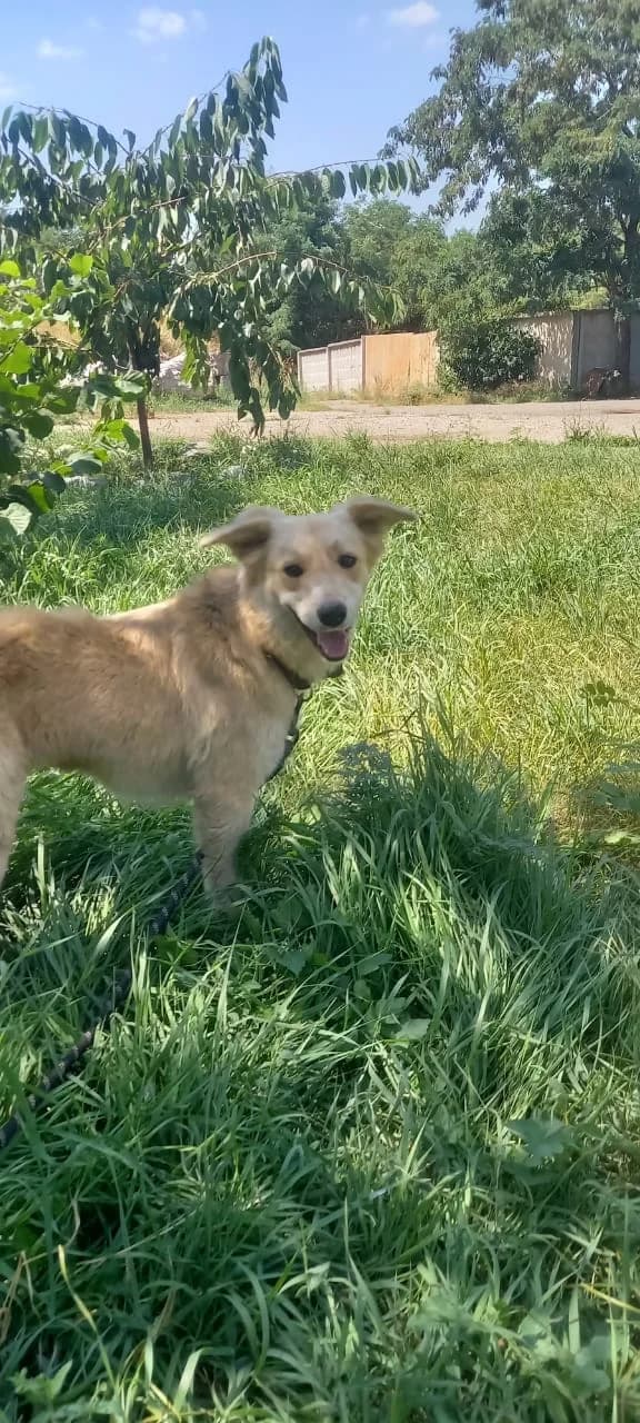 Lunna, female Mixed Breed for adoption at Hundeherz Russland e.V.
