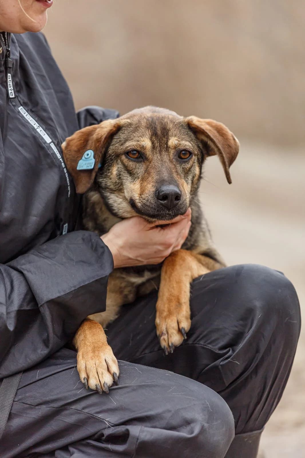 mila 2, female Mixed Breed for adoption at Hundeherz Russland e.V.