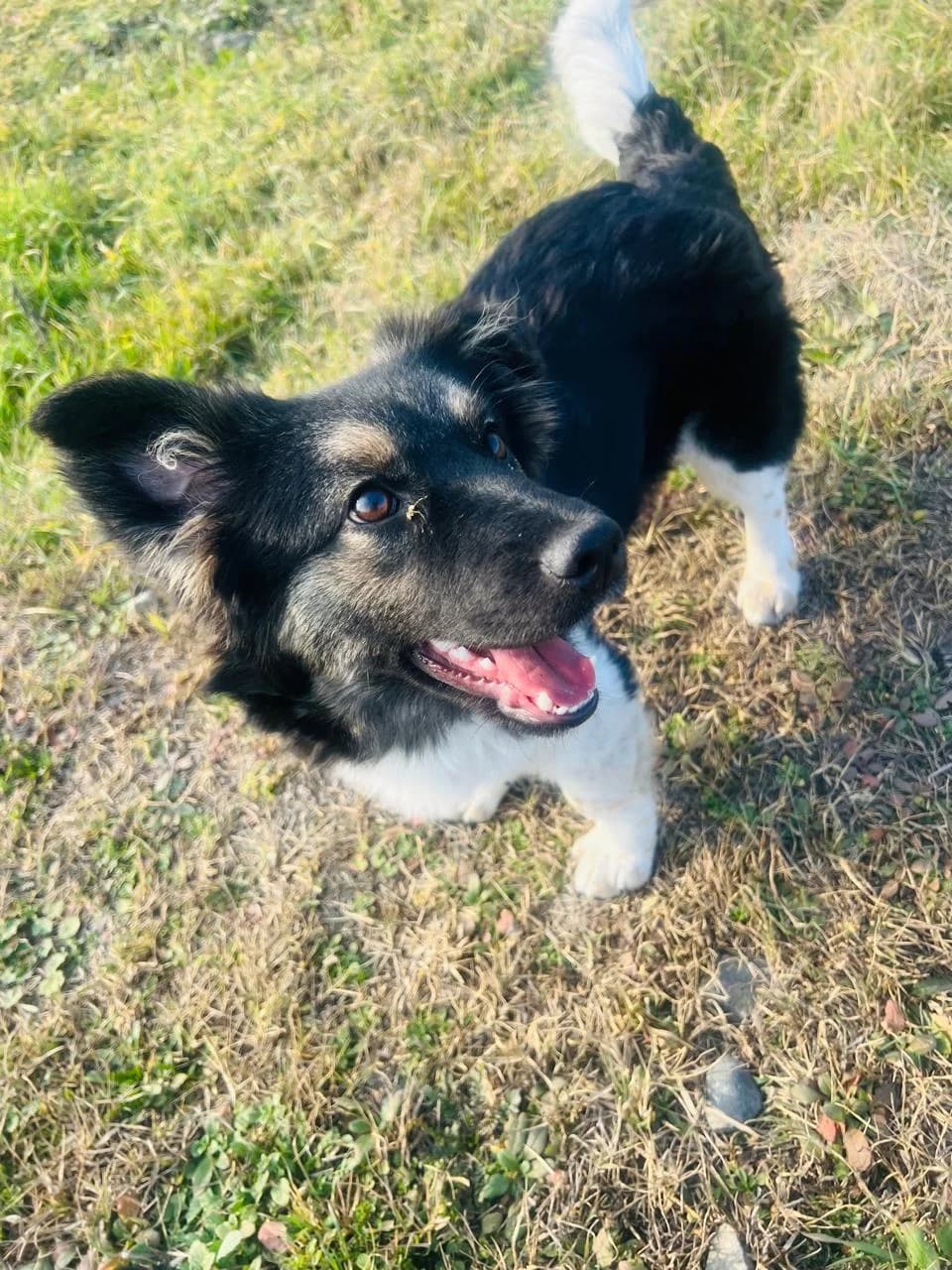 Milly, female young Mixed Breed for adoption at Hundeherz Russland e.V.