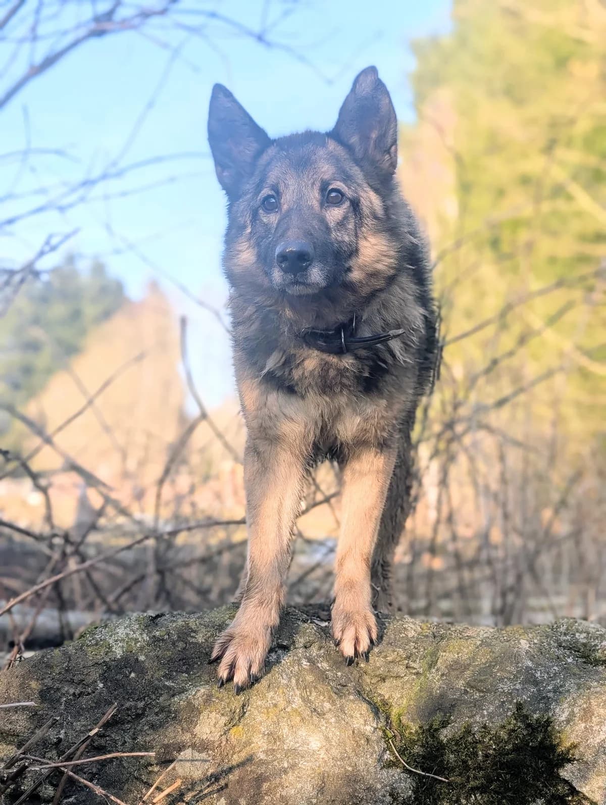 Miron, male 6yo Mixed Breed for adoption at Hundeherz Russland e.V.