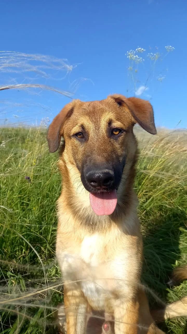 Mischko, male young Mixed Breed for adoption at Hundeherz Russland e.V.