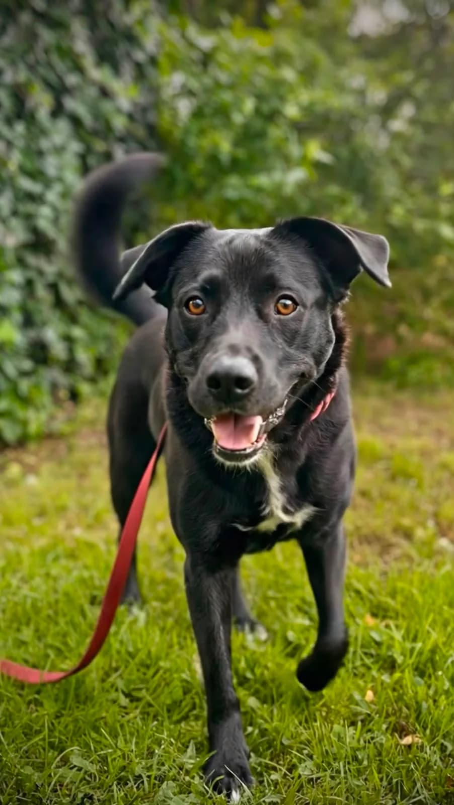 Nora, female Mixed Breed for adoption at Hundeherz Russland e.V.