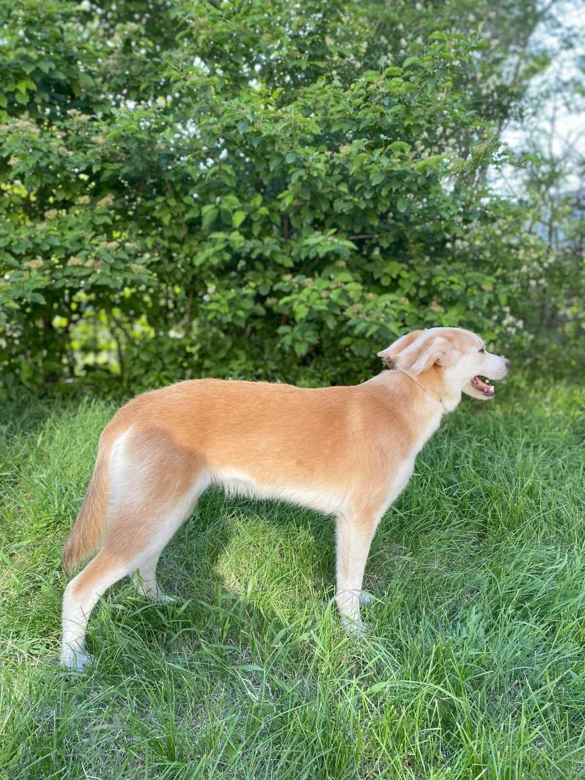 Prinz, male Mixed Breed for adoption at Hundeherz Russland e.V.