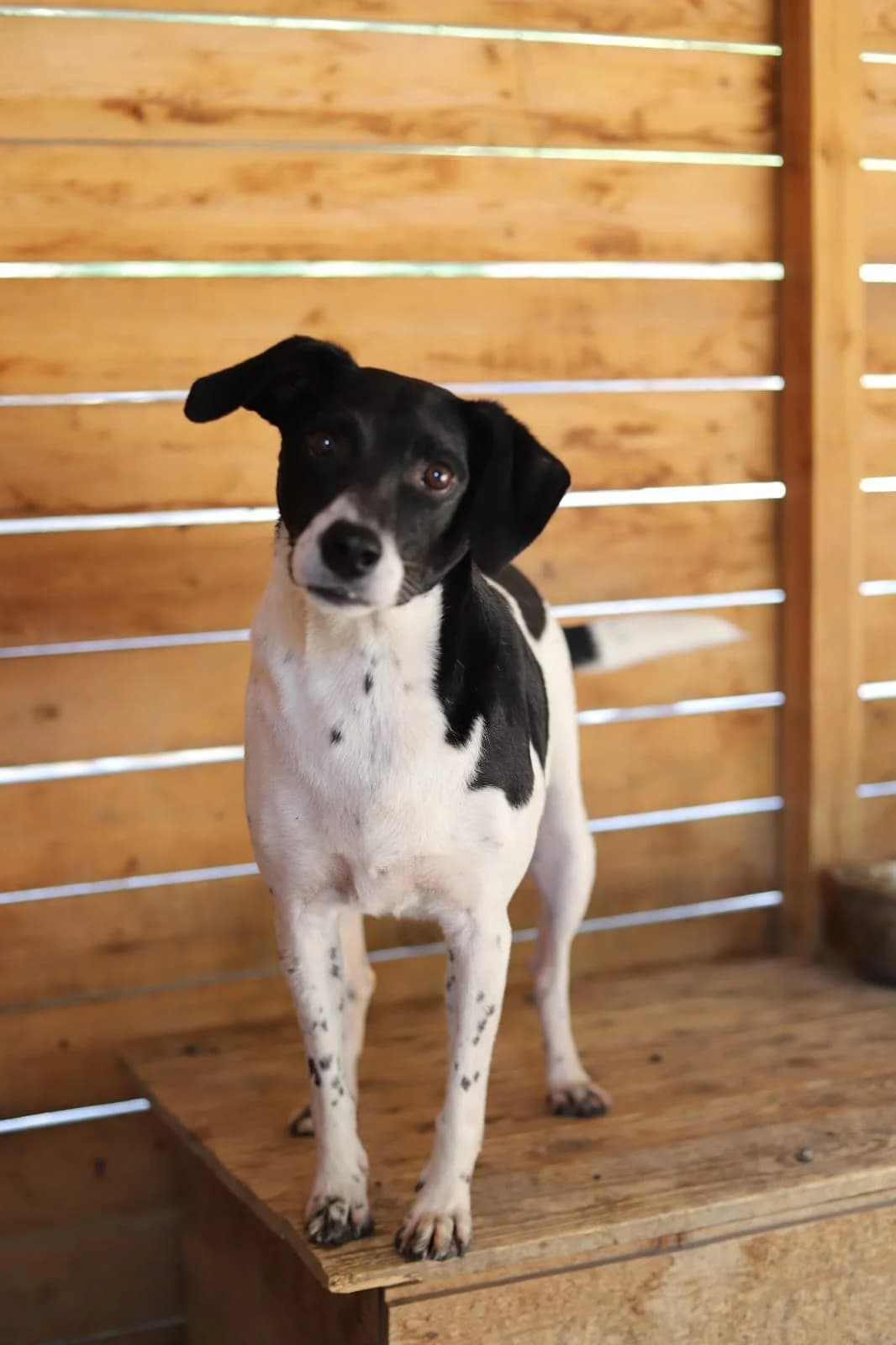 Ritsch, male Mixed Breed for adoption at Hundeherz Russland e.V.