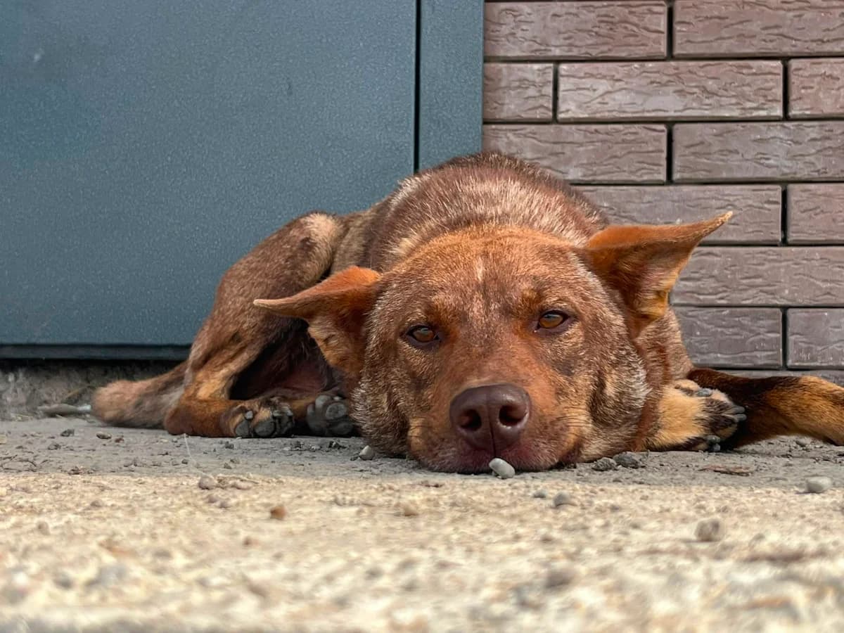 Sammy, male Mixed Breed for adoption at Hundeherz Russland e.V.