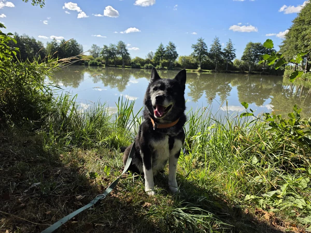 Socco, male 6yo Mixed Breed for adoption at Hundeherz Russland e.V.