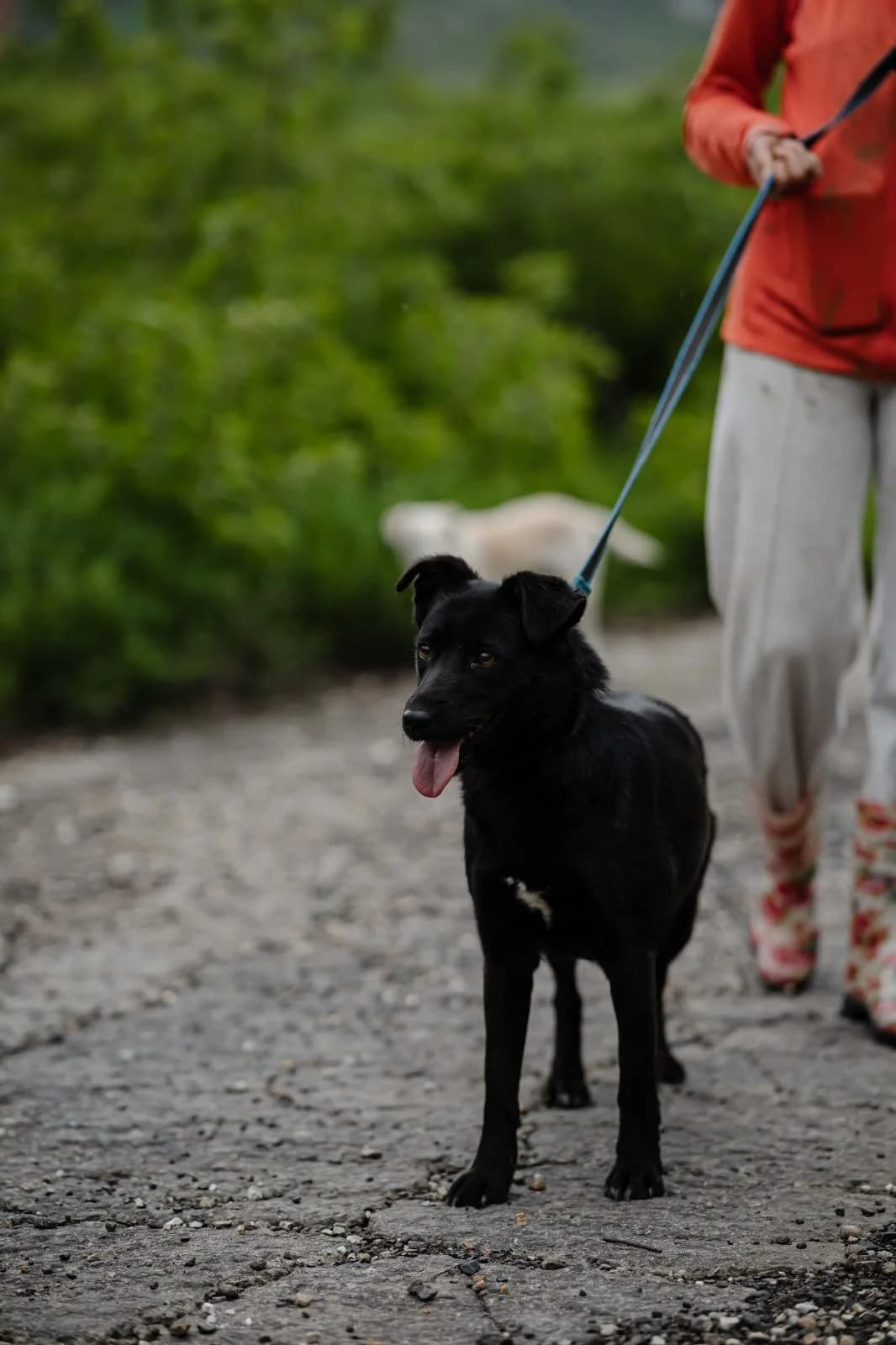 Solomka, female Mixed Breed for adoption at Hundeherz Russland e.V.