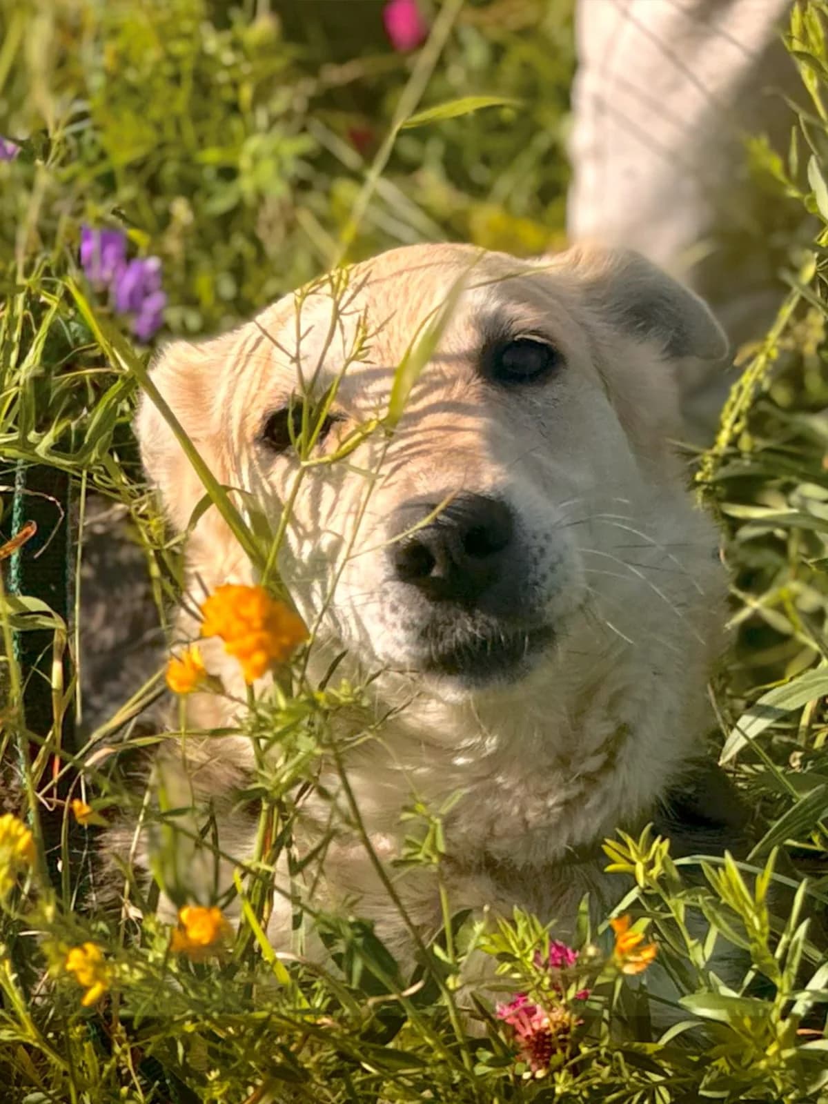 Thea, female Mixed Breed for adoption at Hundeherz Russland e.V.
