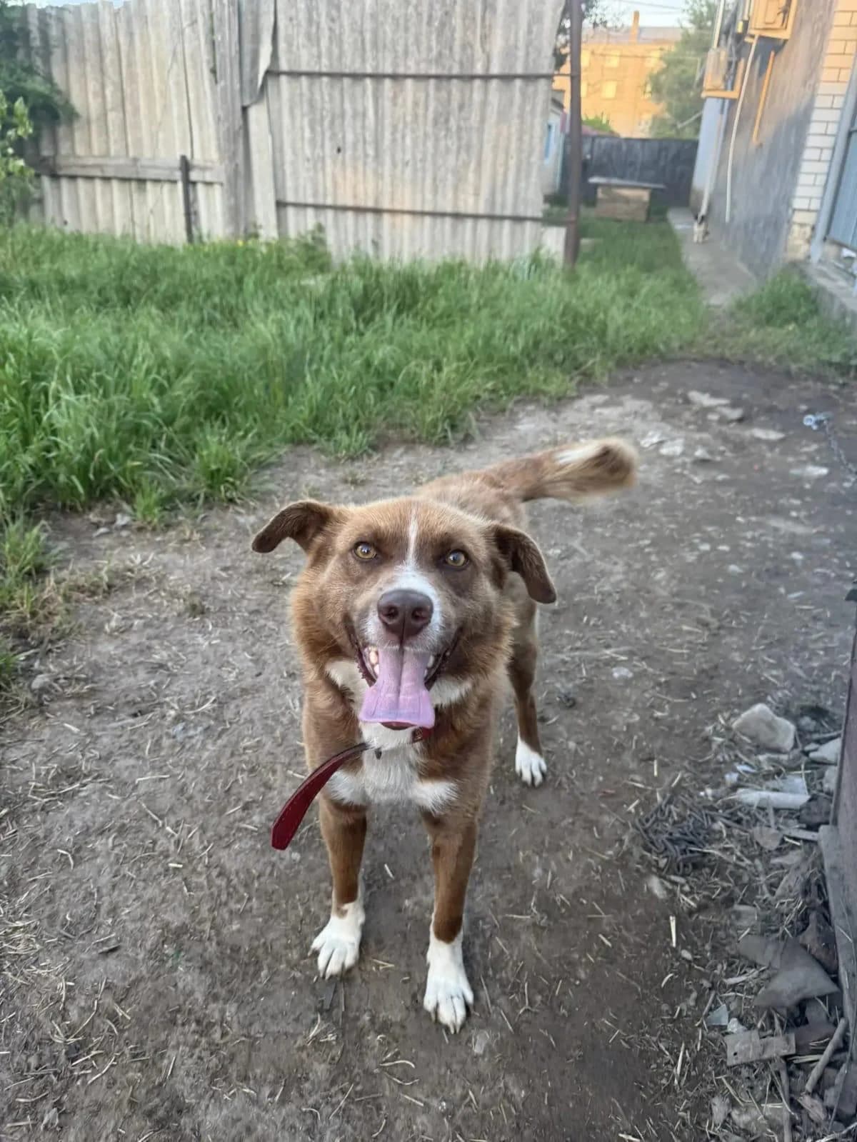 Tony, male Mixed Breed for adoption at Hundeherz Russland e.V.