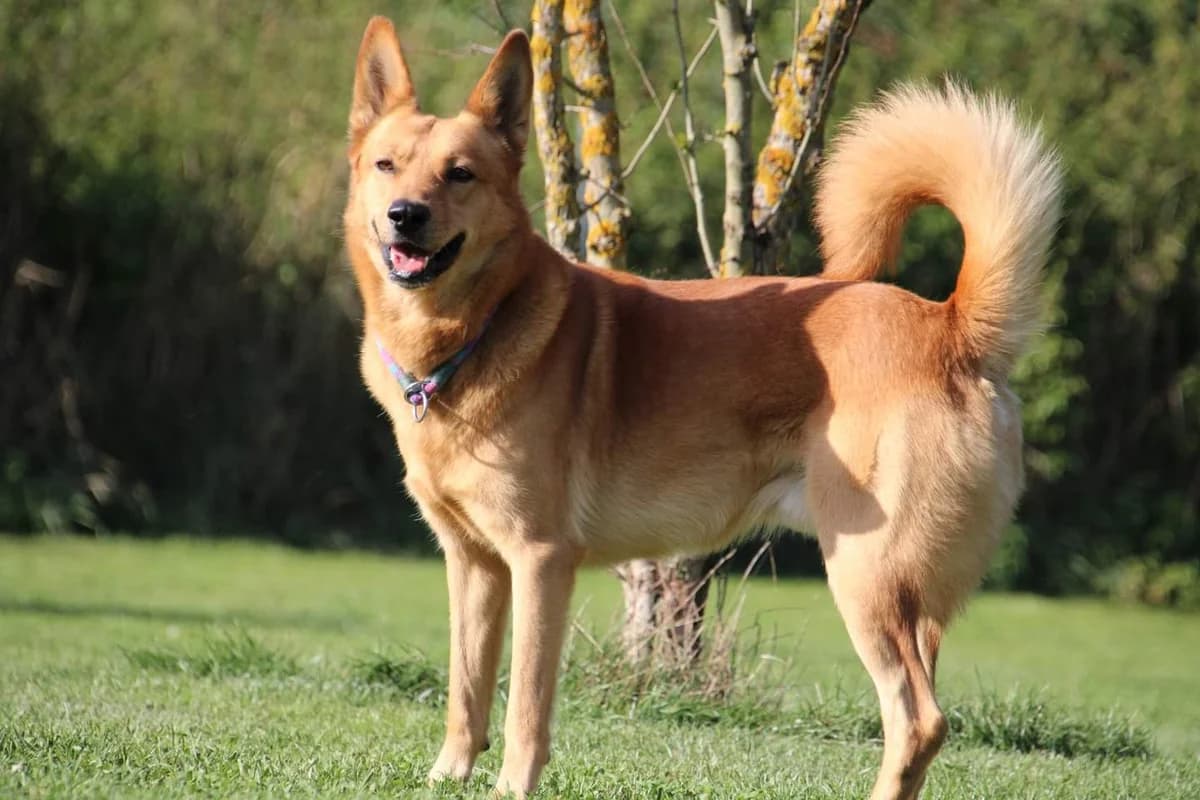 Vouki, male senior German Shepherd for adoption at Hundeherz Russland e.V.
