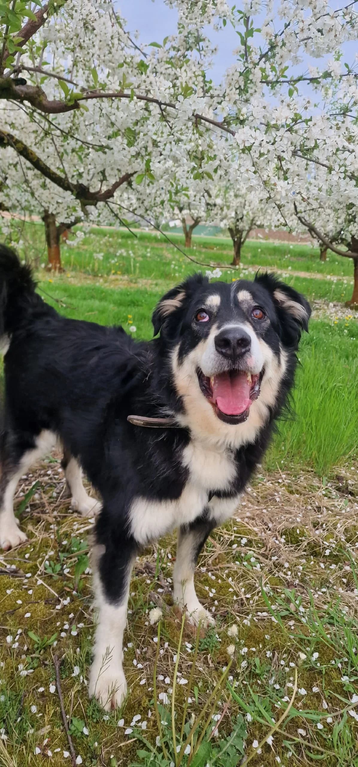 Bono Große Pfoten, große Ängste, großes Herz, male senior mixed breed for adoption at HundeHilfe Koblenz e.V.