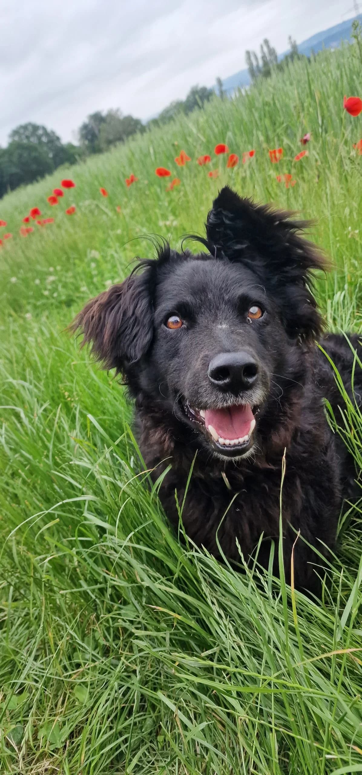 Stevie Herzenshund mit Charakter, male 4yo Mixed Breed for adoption at HundeHilfe Koblenz e.V.