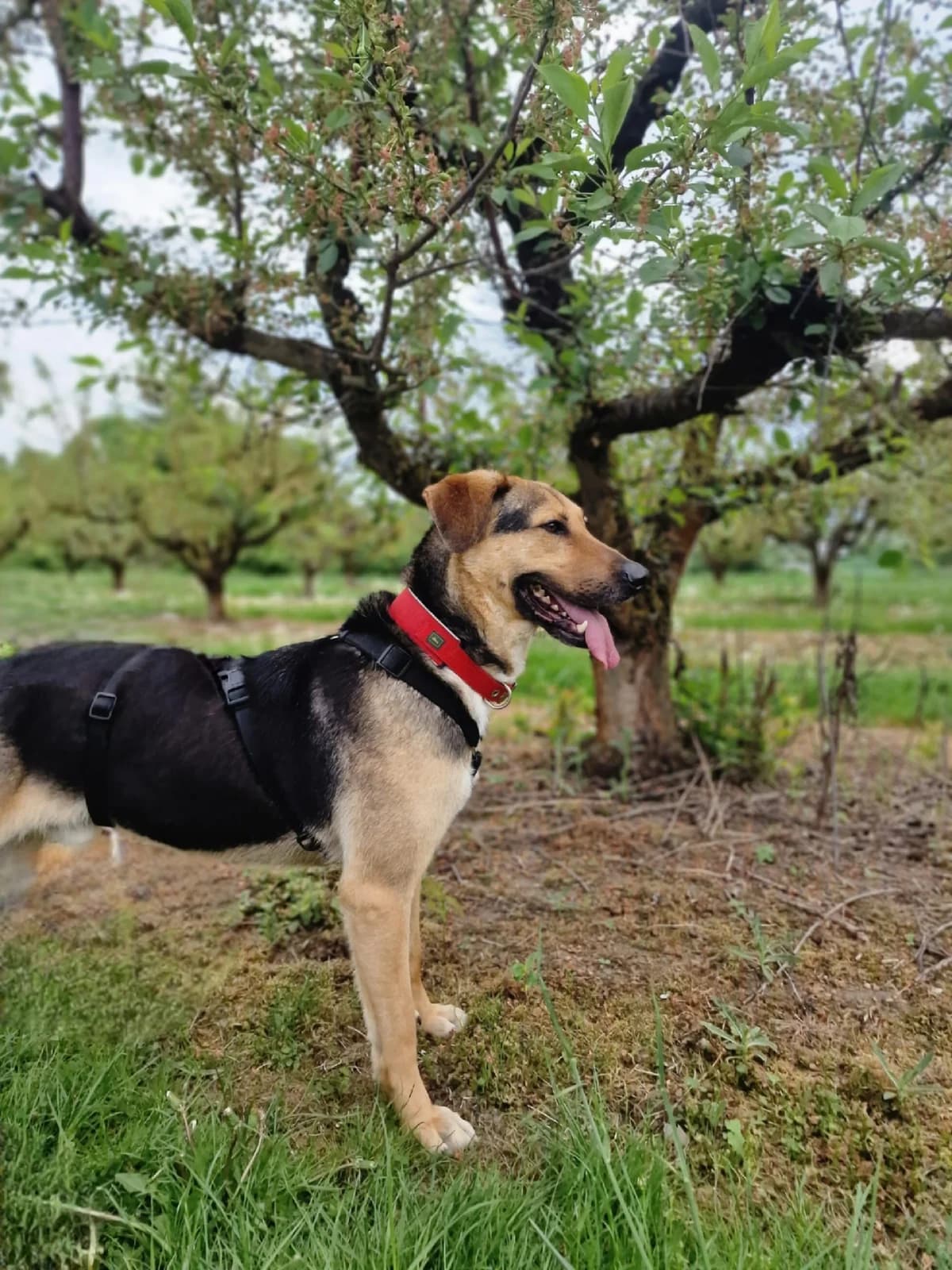 Spike Sensibler Herzensbrecher mit Rehaugen sucht Verständnis und Geduld, male 4yo Mixed Breed for adoption at HundeHilfe Koblenz e.V.