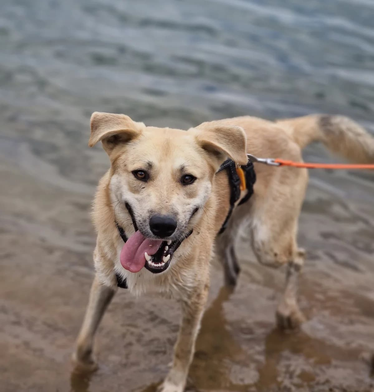 Athos vom Angsthasen zum leisen Freund, male 5yo Mixed Breed for adoption at HundeHilfe Koblenz e.V.