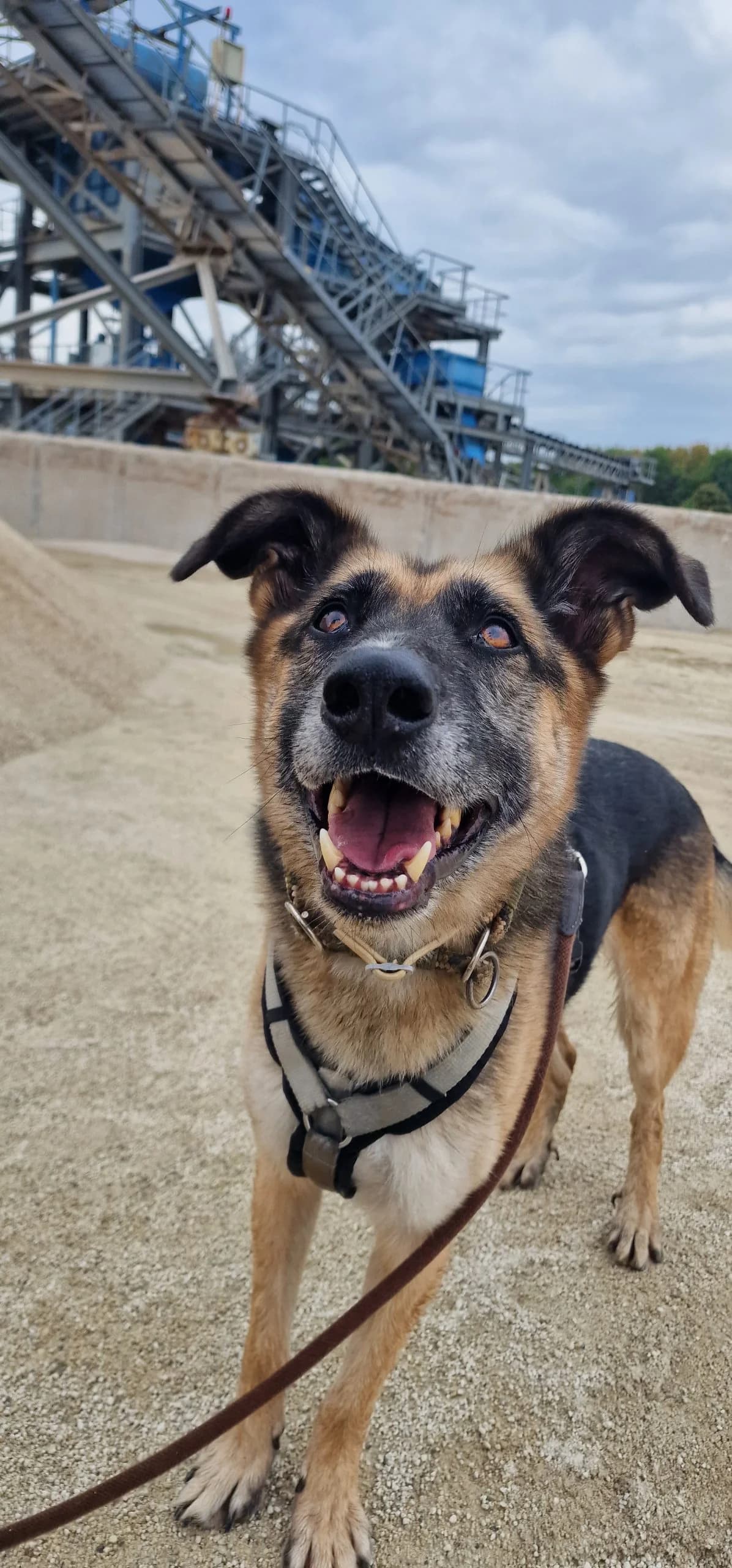 Luca treuer Schäferhund mit süßen Knick-Öhrchen sucht endlich sein Glück, male senior German Shepherd for adoption at HundeHilfe Koblenz e.V.