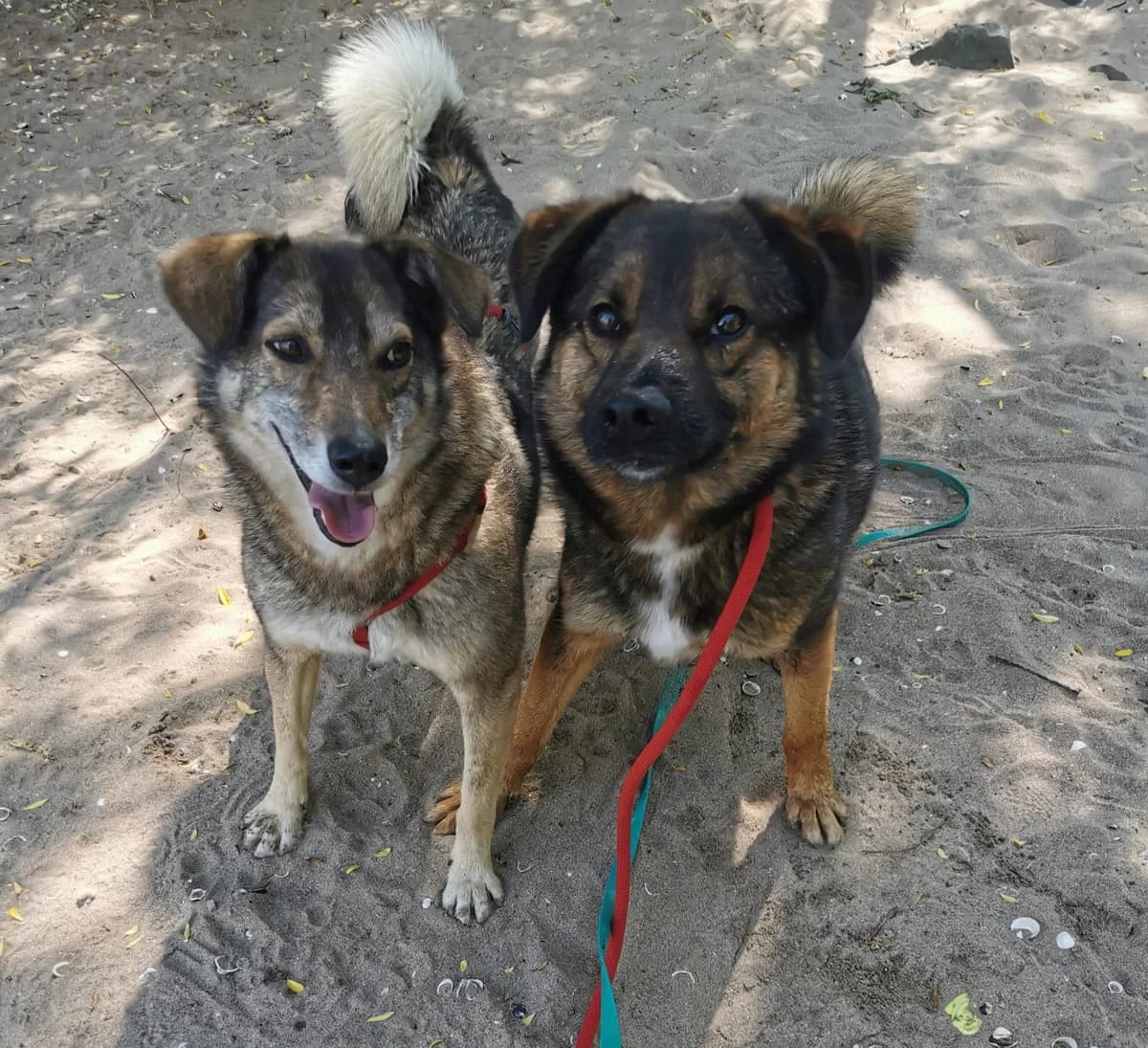 Momo Wölfchen (Wendy) ein unzertrennliches Duo sucht ein gemeinsames Zuhause,  senior Mixed Breed for adoption at HundeHilfe Koblenz e.V.