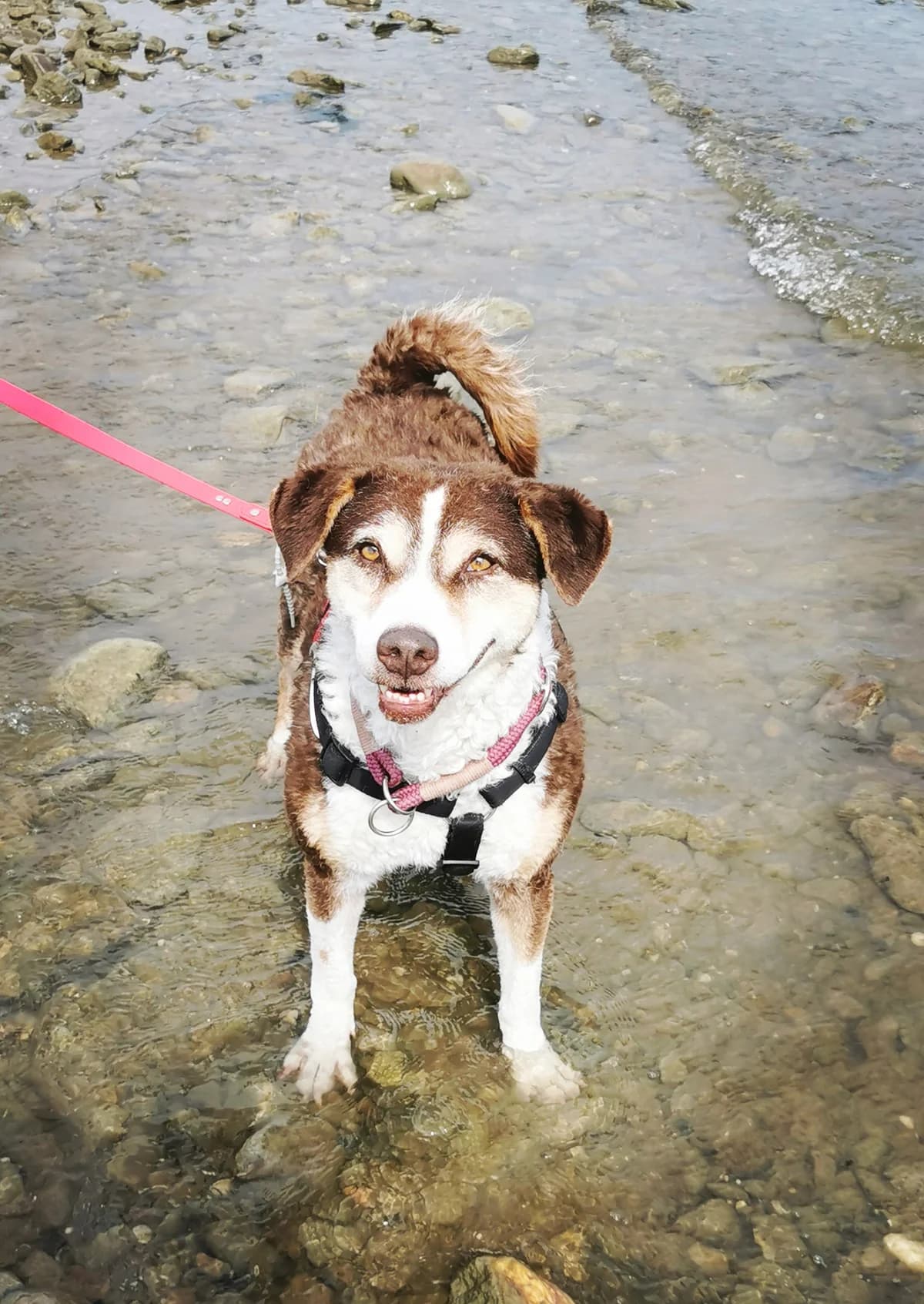 Melina Kompetentes Führungspersonal gesucht, female senior Mixed Breed for adoption at HundeHilfe Koblenz e.V.
