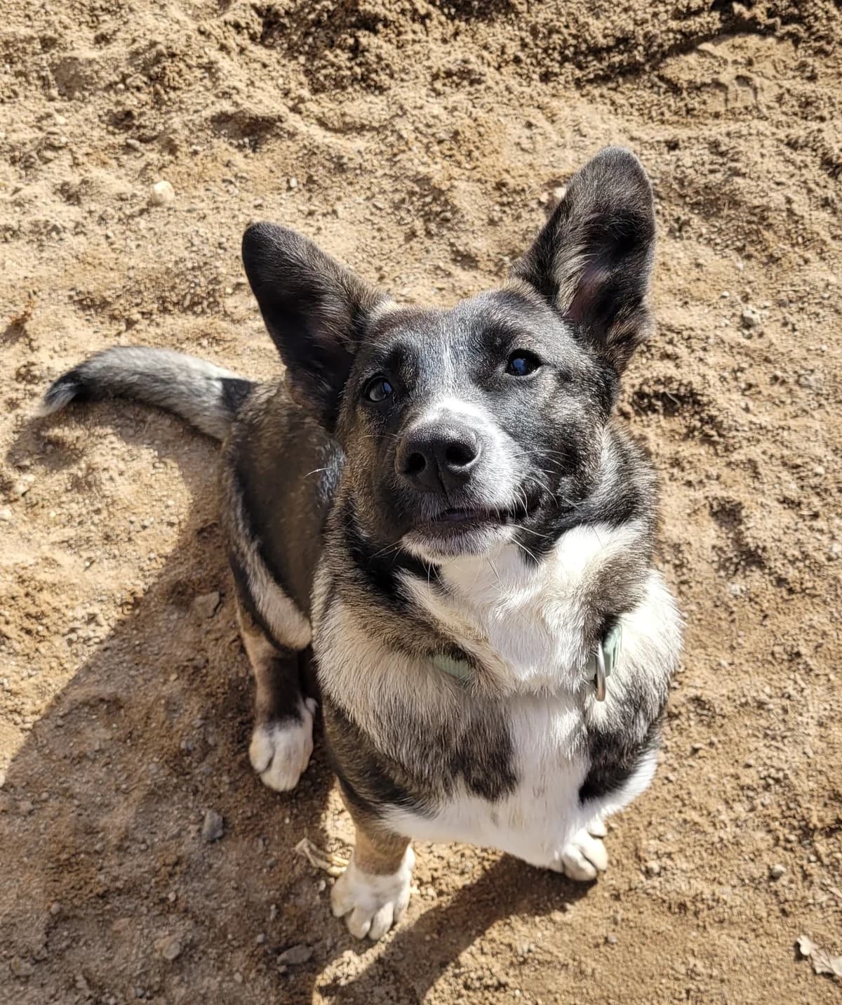 Lady kleine Persönlichkeit mit großem Charakter sucht erfahrenes Zuhause, female young Mixed Breed for adoption at HundeHilfe Koblenz e.V.