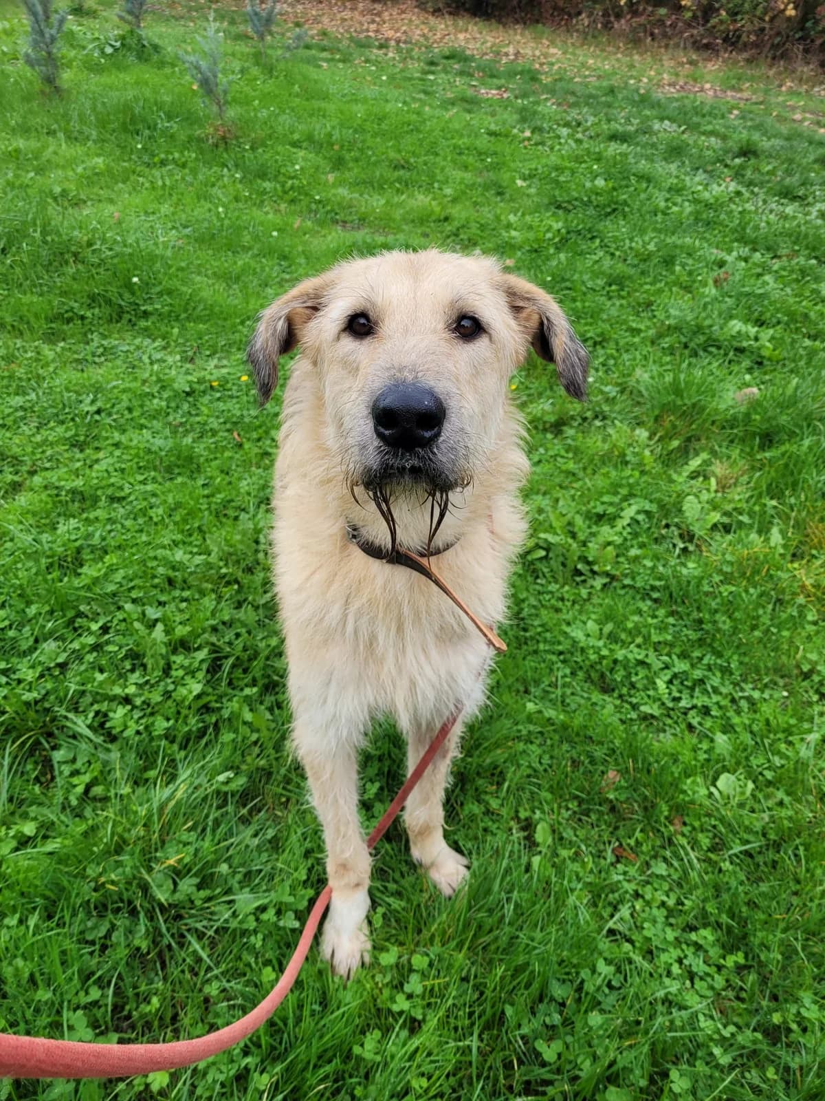 Struppi Großer Quatschkopf mit Herz sucht standfestes Zuhause, male 6yo mixed breed for adoption at HundeHilfe Koblenz e.V.