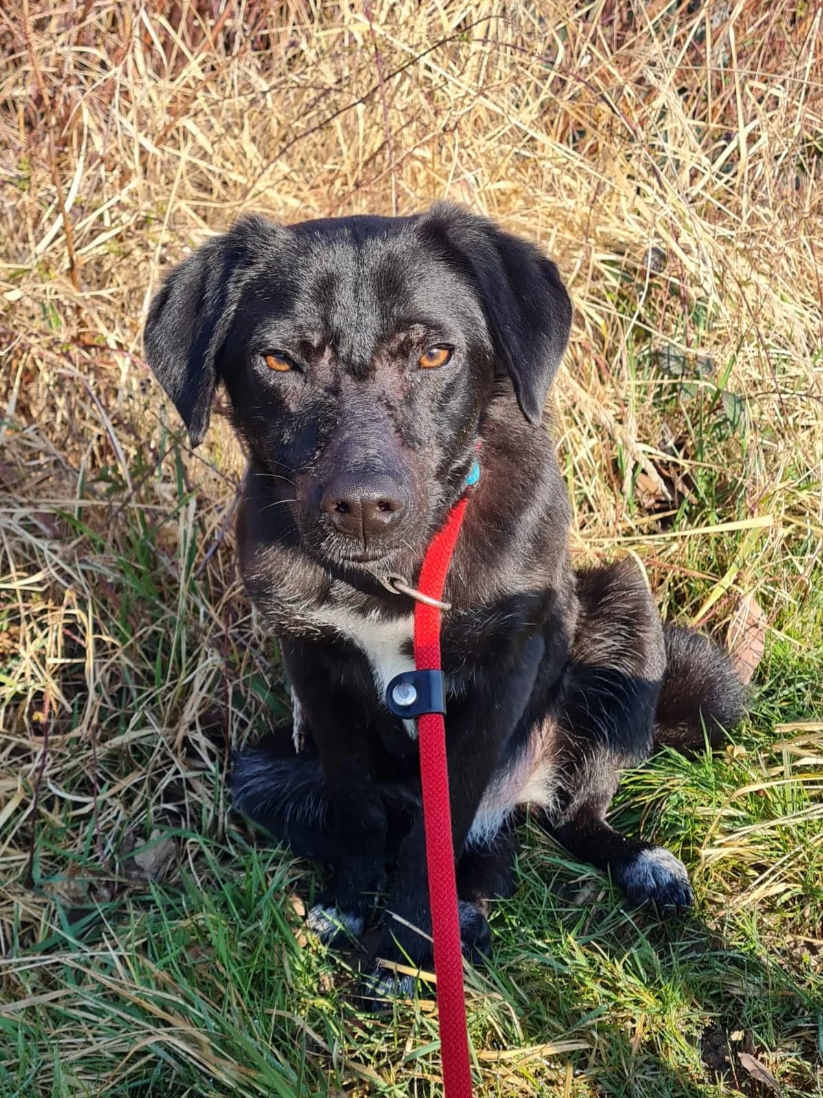 Amy leise Pfoten, großes Potenzial, female young Mixed Breed for adoption at HundeHilfe Koblenz e.V.